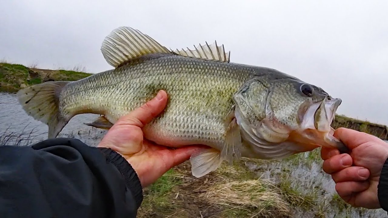 Catching Bass with Cut Bait - Rant on Circle Hooks & Litter Bugs 