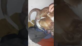 Pitbull Terrier Apbt Dando A Luz