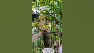 kolibri sepah raja trotol 🐦🐦