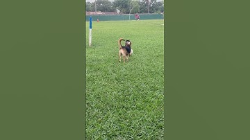 Thumbnail of They always play together at the dog park! 💕#dogs #playful #pets