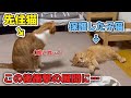保護した子猫と先住猫の初対面でとんでもない事になりました…