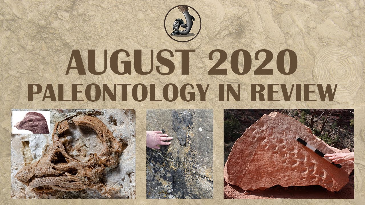 New Fossils and Paleontology August 2020 YouTube