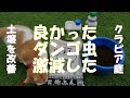 ダンゴ虫だらけのクラピア庭を改善してみよう