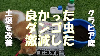 ダンゴ虫だらけのクラピア庭を改善してみよう