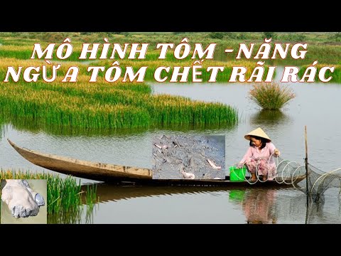 Video: Trồng Cây Tôm: Cách Chăm Sóc Cây Tôm