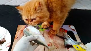 Home made persian cat food || fish Recipe for cat