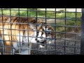 釧路市動物園 ココア吠える の動画、YouTube動画。