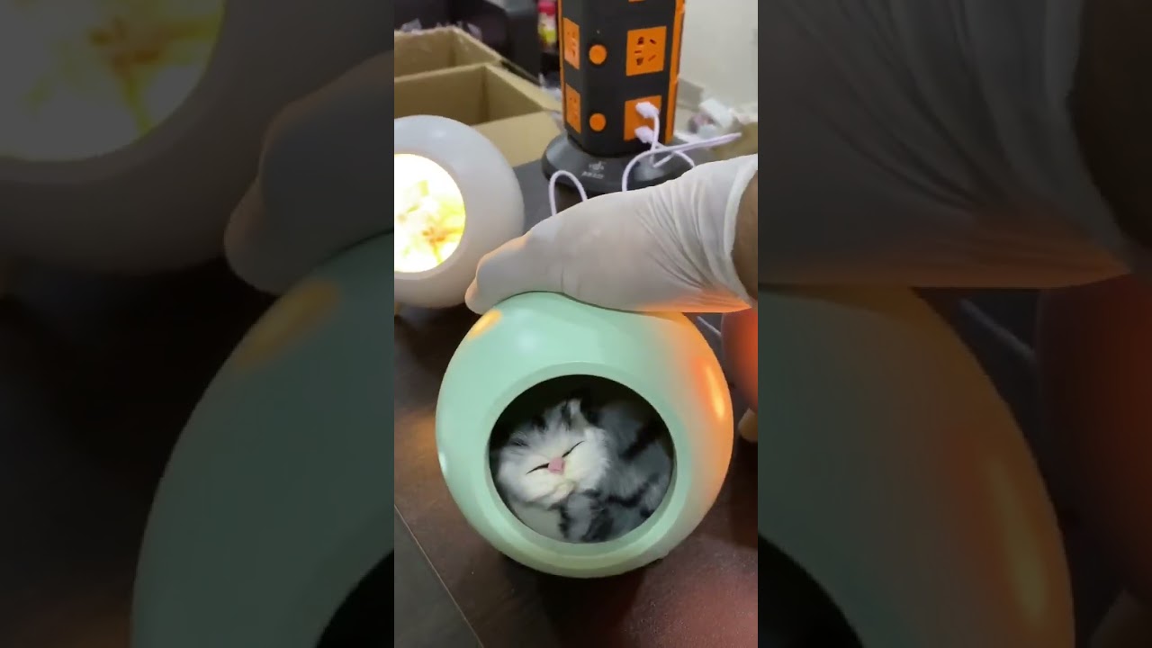 Little Pet House (OB 3417)