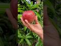 Fruit Cutting Apple Seb Fruitninja Trendingshorts