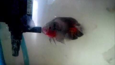 Thiên đường cá cảnh đẹp nhất   tuong nhỏ bạch tạng trắng lớn hoa mai vàng Châu Phi Đẹp nhất Thế Giới