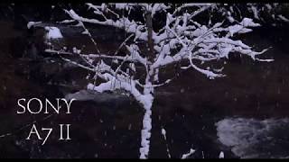 Sony Alpha 7s II Slow Motion// Low light Test