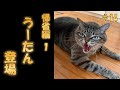 【帰省編①】帰省した実家には、狂暴な猫（体重10kg）が・・・。柴犬 は、仲良くなれるのか？（№14）