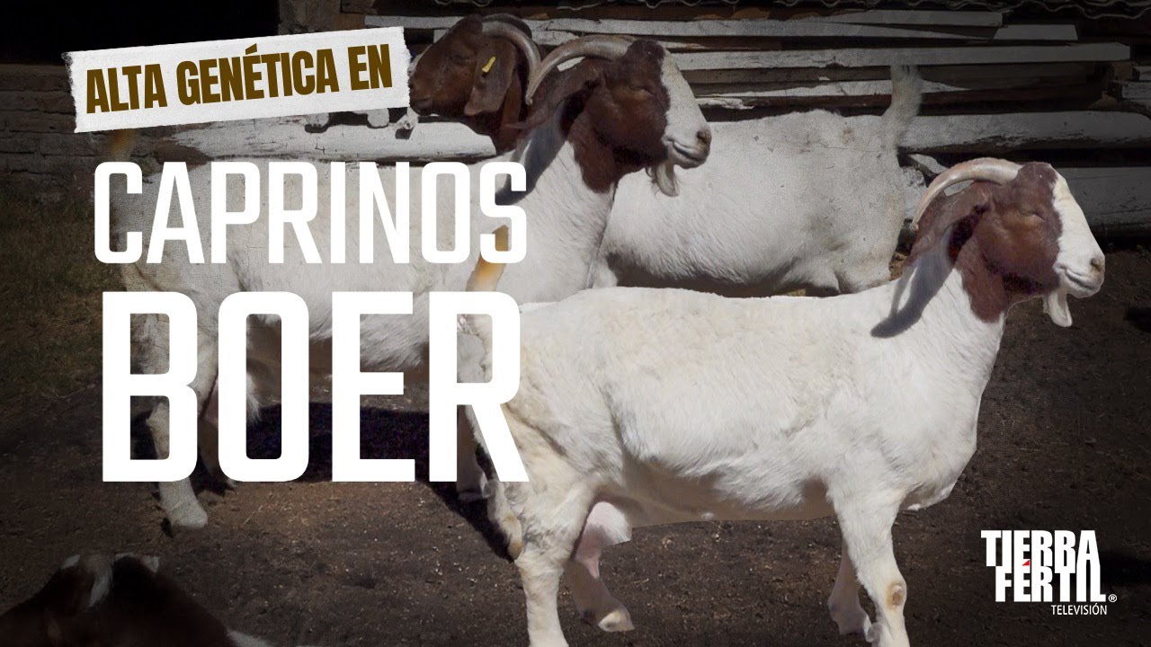 Tierra Fértil Tv- Alta genética en caprinos Boer (08.03.25)