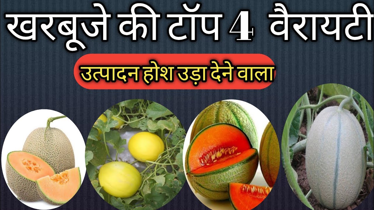 खरबूजे की टॉप 4 वैरायटी😱 New variety muskmelon Seed, kharbuje ki