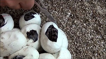 K Brothers Pythons episode three -  egg cutting special
