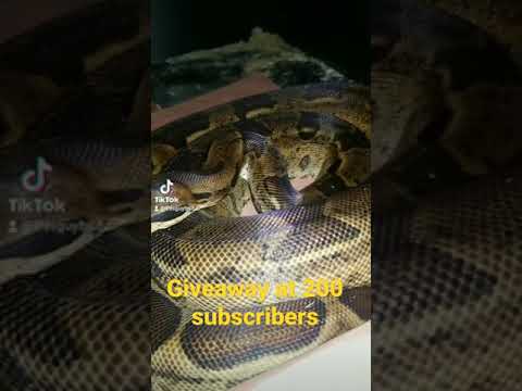 Boa