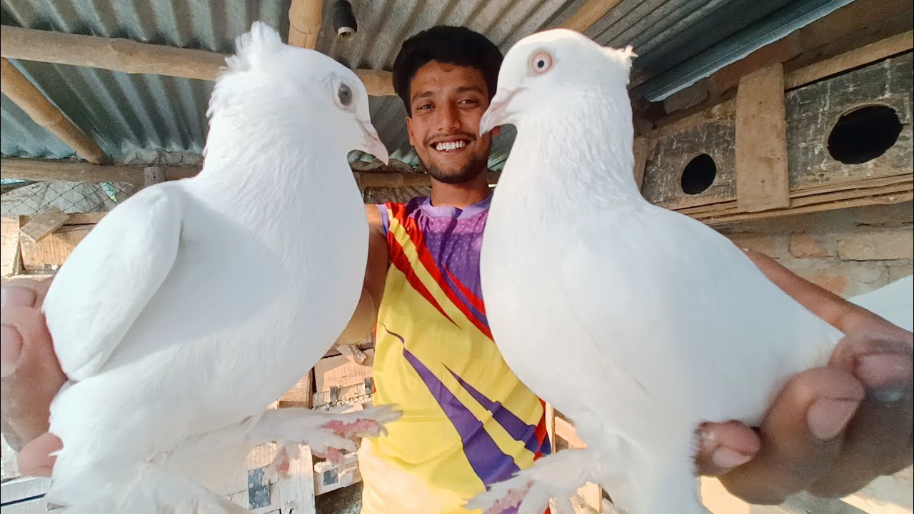 সাব্বির ভাইয়ের রাজশাহী গিরিবাজ  কবুতর খাবার ।