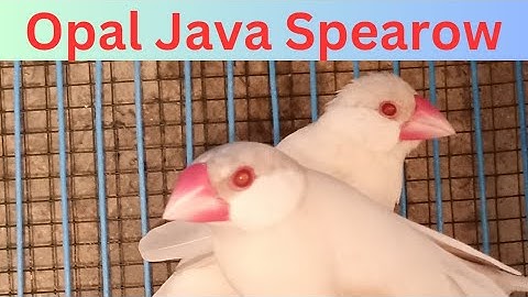 Opal java Spearow breeding season 2023 Spearow#birdsvideo#birdsvlogs#birdsbreeding