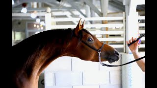 Arabian horses in Bulgaria - breeding and training Арабските коне на Керим и Мехмед в  KM arabians