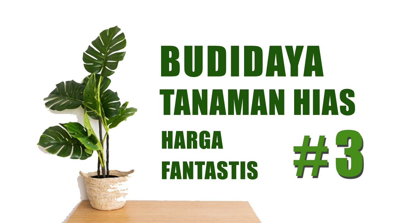 RAHASIA SUKSES BUDIDAYA TANAMAN HIAS #3 