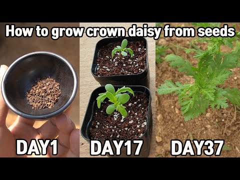 작은 텃밭에 쑥갓 심어보기ㅣHow to grow crown daisy from seeds.