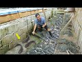 Amazing Native Catfish Harvest - Harvesting more than 150 Kg of Catfish│Catfish Farming business