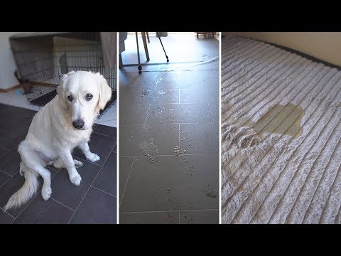 Video: Waarom Komen Zoveel Honden In De Dodencel Terecht Omdat Ze In Huis Plassen?