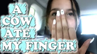 A Cow Ate My Finger (WK 452) Bratayley