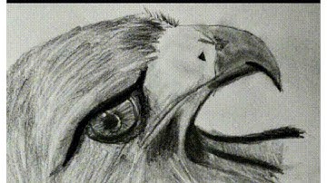 How to draw eagle 🦅 easy drawing step by step #shorts