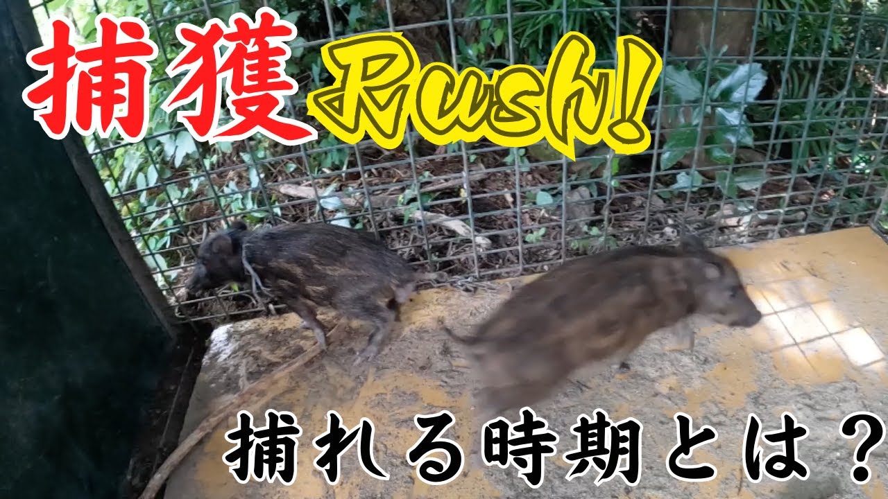 Until the wild boar is caught in a box trap! - YouTube