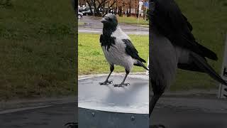 My good friend Fatty #crow / Мой друг Толстячок #вороны