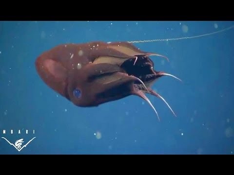 What the vampire squid really eats