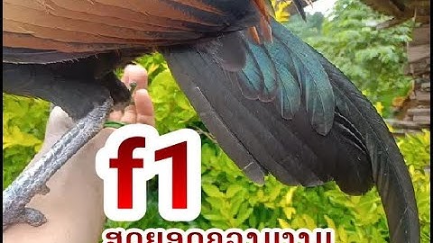 Saib qaib qus f1 zoo nraug heev