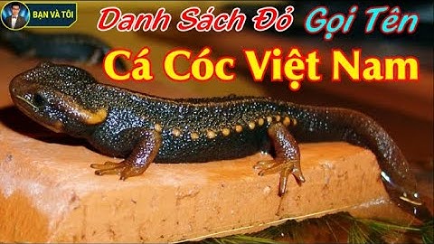 Vietnamese Toads Are Named In The Red List - Tylototriton vietnamensis | bạn và tôi