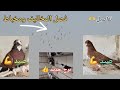 صيد زوج  وفصل المخاليف  وسوينه برج جديد للبسود وتفاصيل تحبوها  