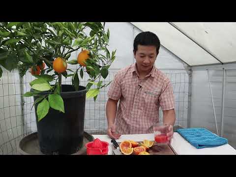 Video: Portocale cu gust acru - De ce portocala mea dulce are gust amar