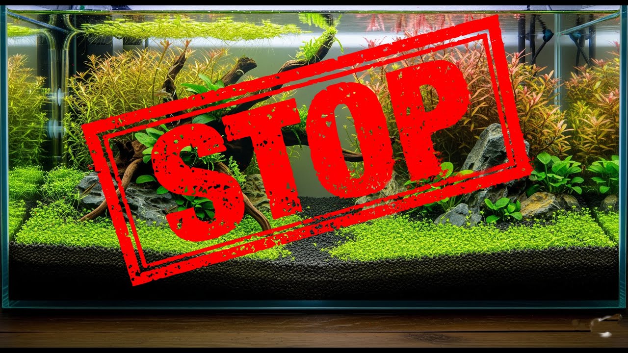 STOP! Don’t Add Shrimp Until You See THESE Signs