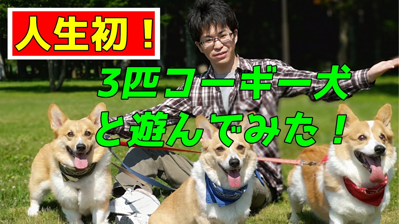 コーギー犬 人生で初めて3匹のかわいいコーギーと散歩してみた 動物がかわいいyoutube動画はここだ