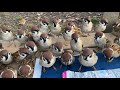 全員総立ち。手乗りスズメの数がとうとう飽和状態に？【手乗りスズメがいっぱい！62】Hand tame sparrow（再アップ）