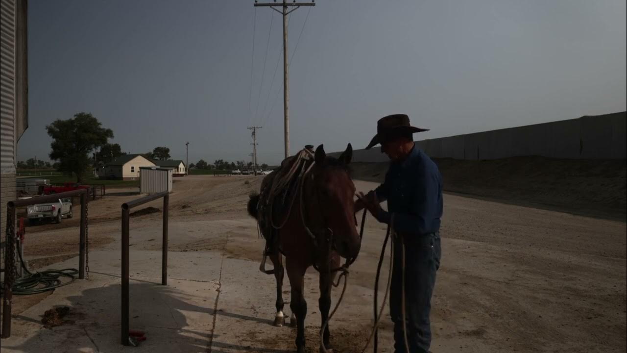Feedlot horse basics bridling YouTube