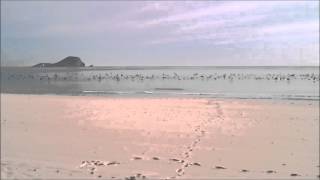 Cormoranes en La Manga del Mar Menor, Zona Casino