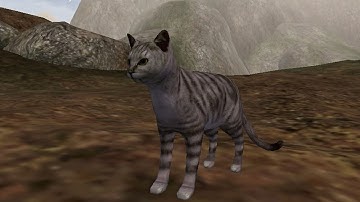 Average cat behavior (Morrowind mod bug)