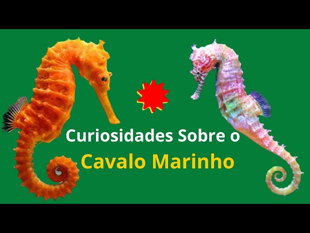 Cavalo-marinho: confira curiosidades e como cuidar desse animal