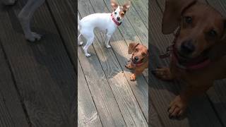 Toy Fox Terrier and Miniature Dachshund playing :)