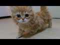 夜になると寂しいのか近くをうろうろする子猫【マンチカン】/A kitten wandering around whether it's lonely at night