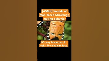 [ASMR] Sounds of Man-faced Stinkbug