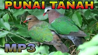 Suara Burung Punai Tanah | Punai Tanah Gacor | Sound Bird