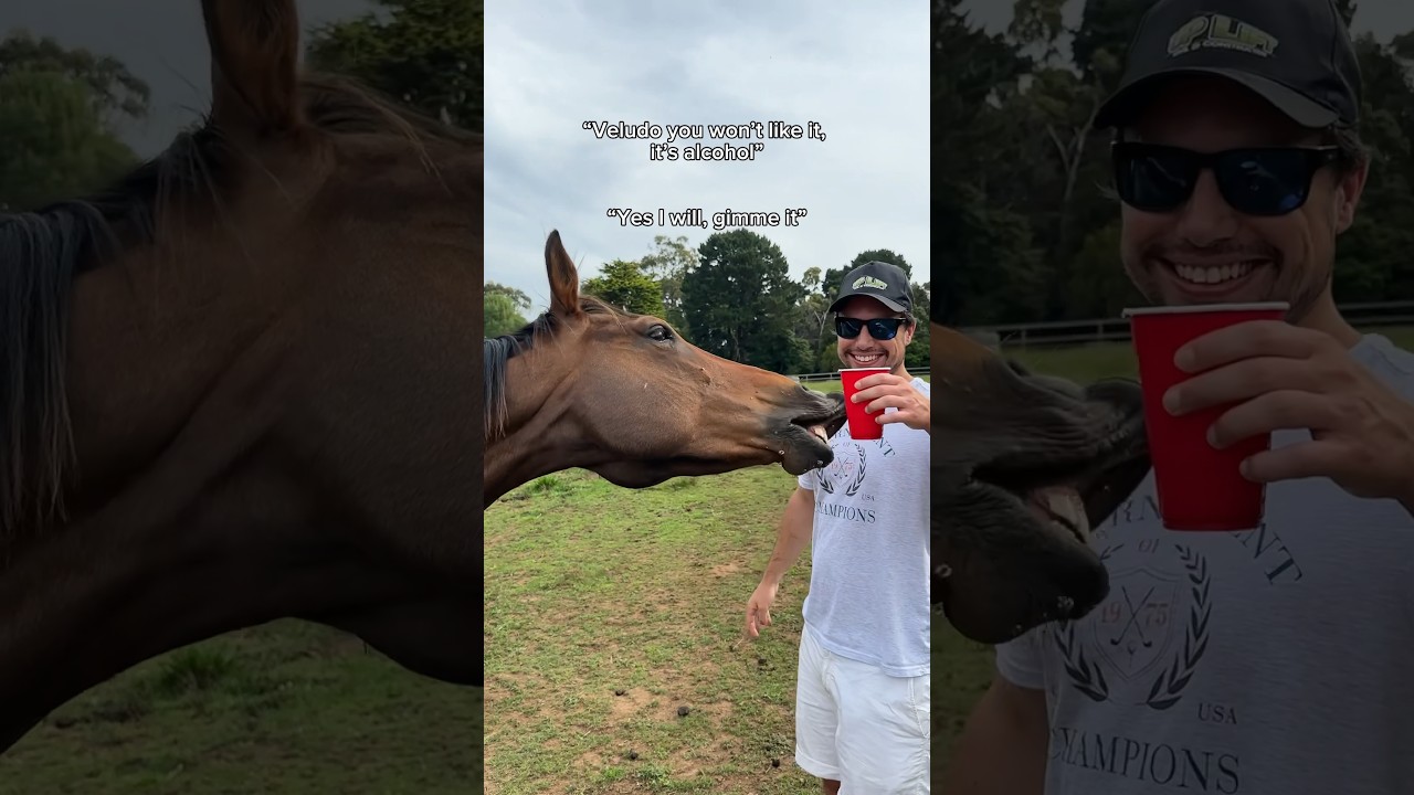 The day my horse got drunk… 