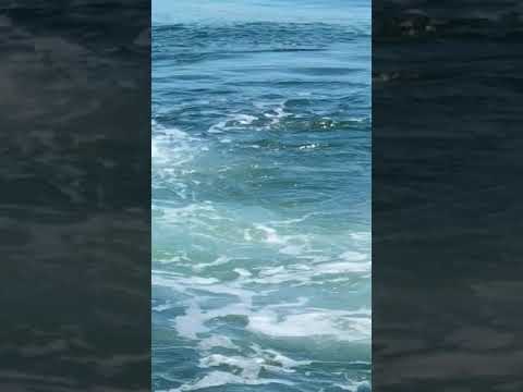 Great White Shark grabs striper off Nantucket