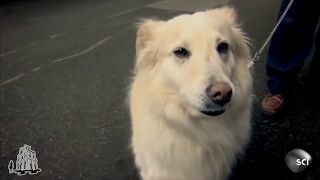 Cây Cầu Ma Ám Ở Scotland Challenge Me - Hãy Thách Thức Tôi